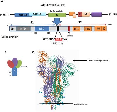 Frontiers | COVID-19: Molecular And Cellular Response